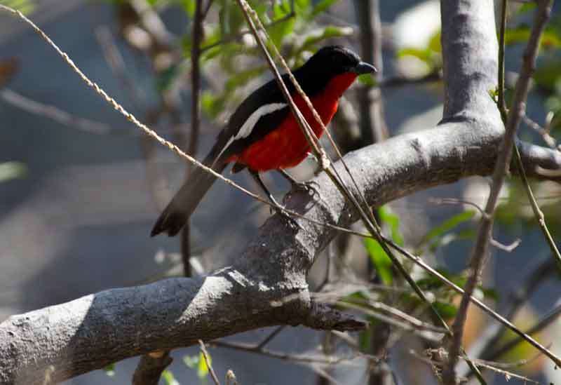 288 - Namibia - pajaro Crimson-breasted shrike - reserva de animales Mahango